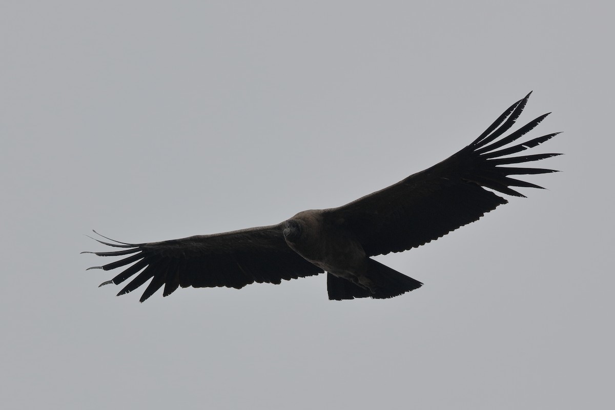 Andean Condor - Holger Teichmann