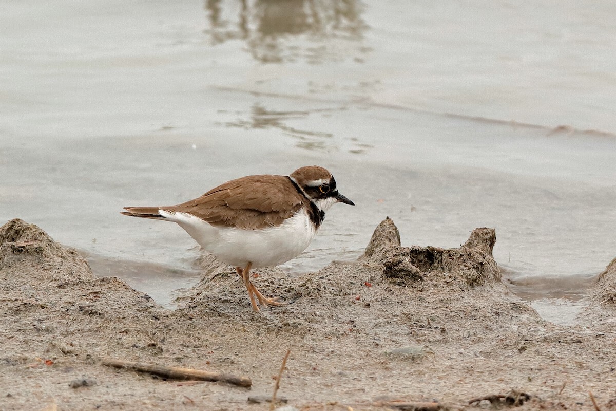 Little Ringed Plover (curonicus) - Holger Teichmann