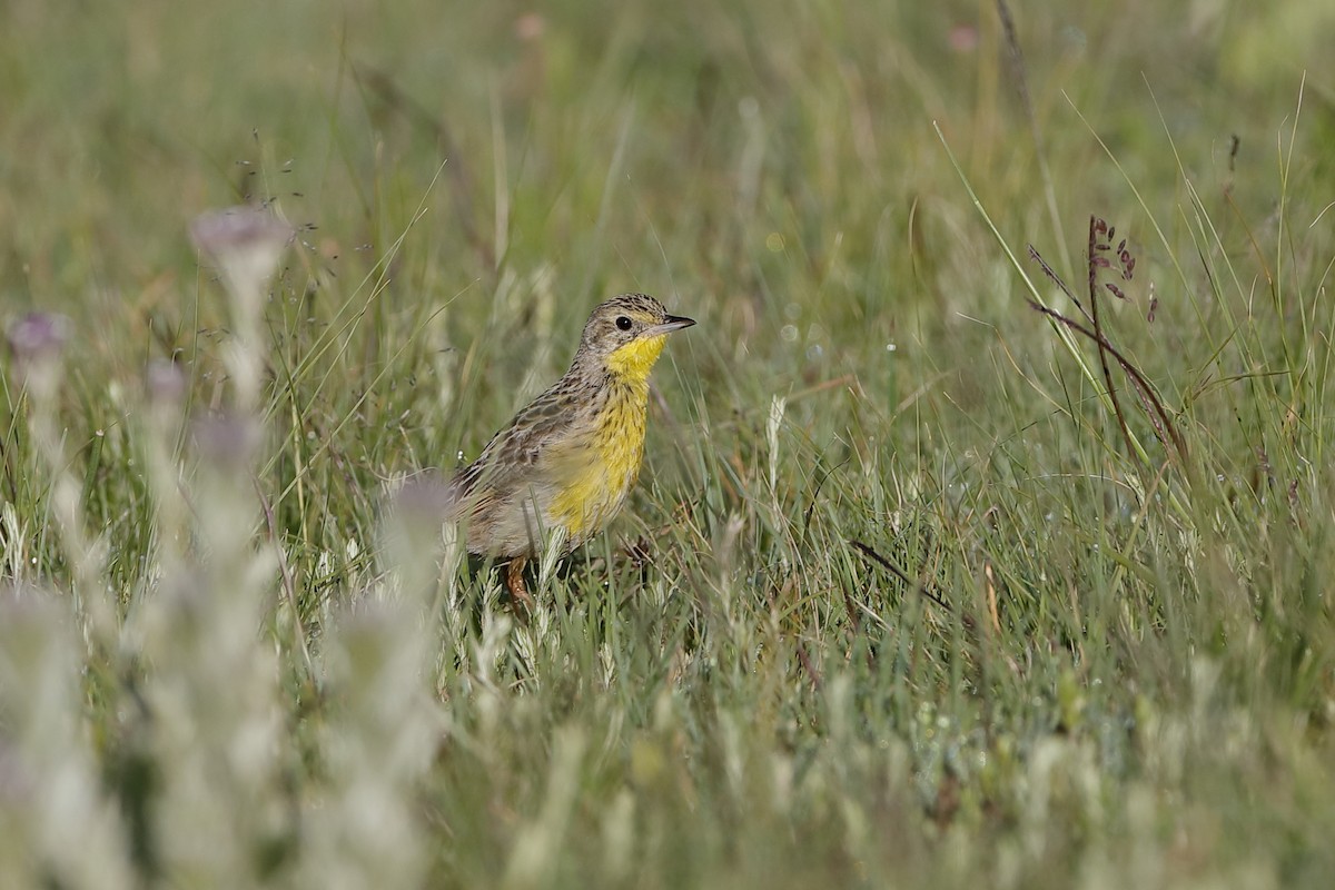 Yellow-breasted Pipit - Holger Teichmann