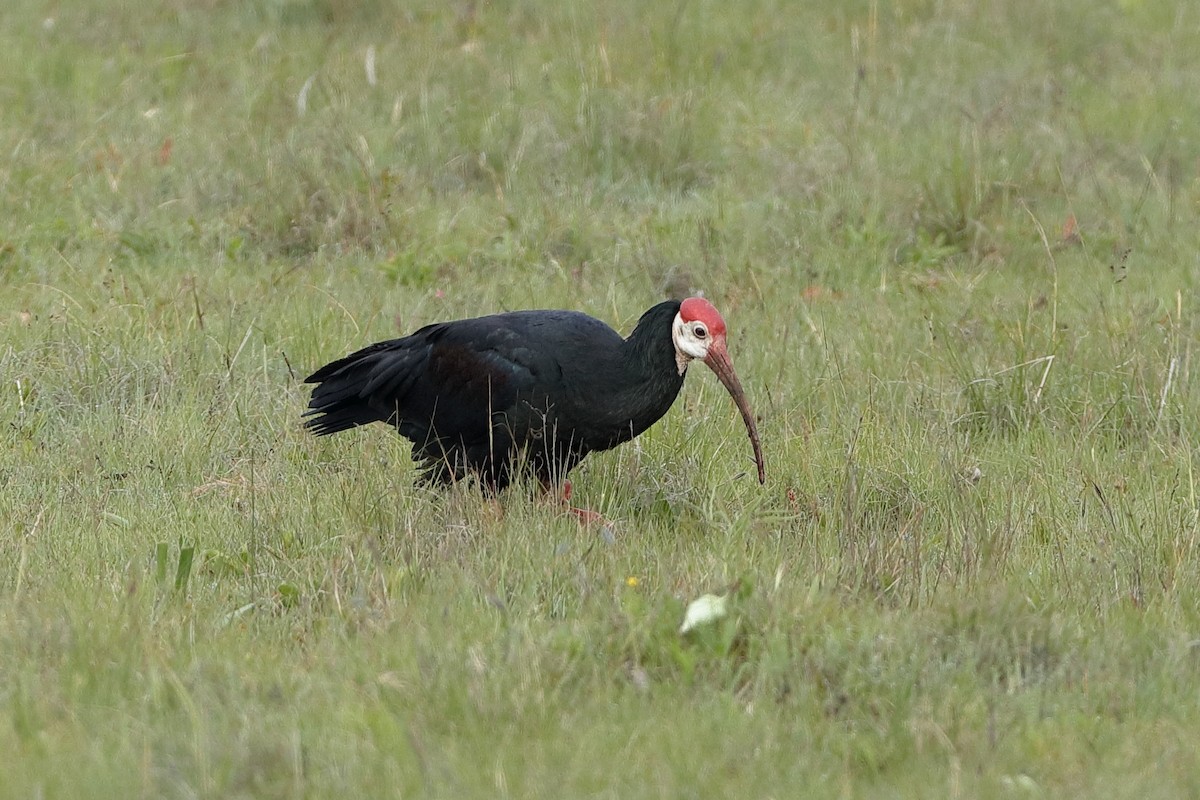 ibis jihoafrický - ML204294391
