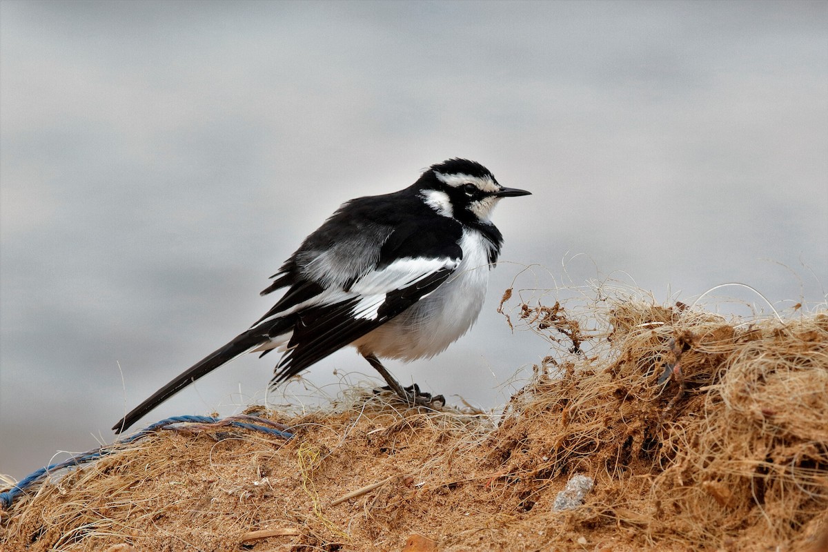 African Pied Wagtail - Holger Teichmann
