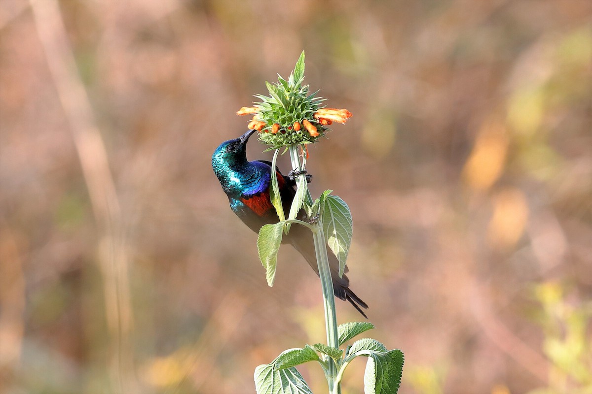 Red-chested Sunbird - ML204295241