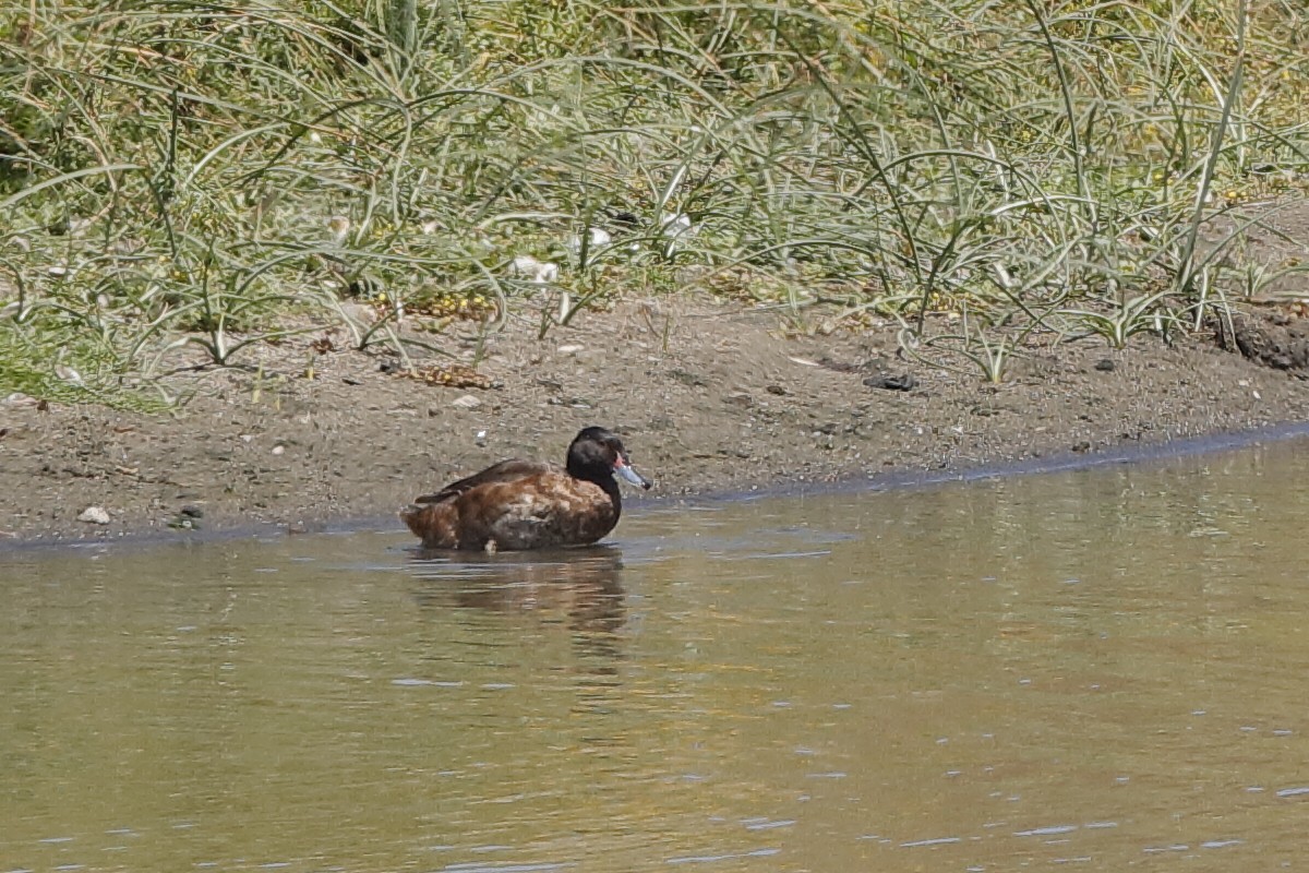 Black-headed Duck - ML204295461