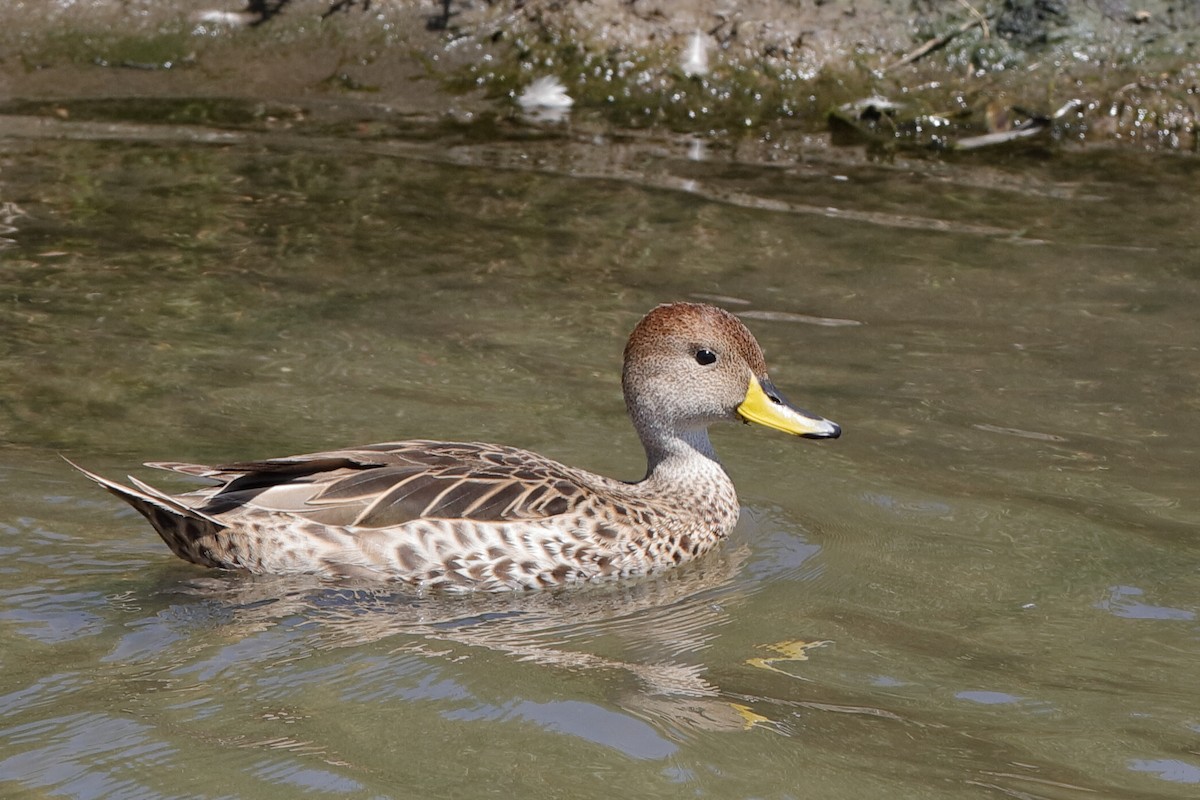Yellow-billed Pintail (South American) - ML204295491