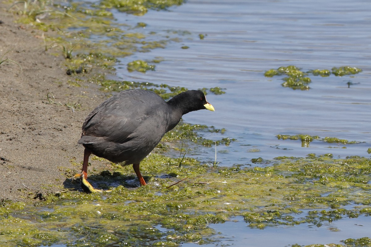 Red-gartered Coot - ML204295531