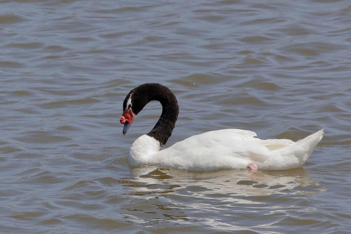 Black-necked Swan - ML204295621