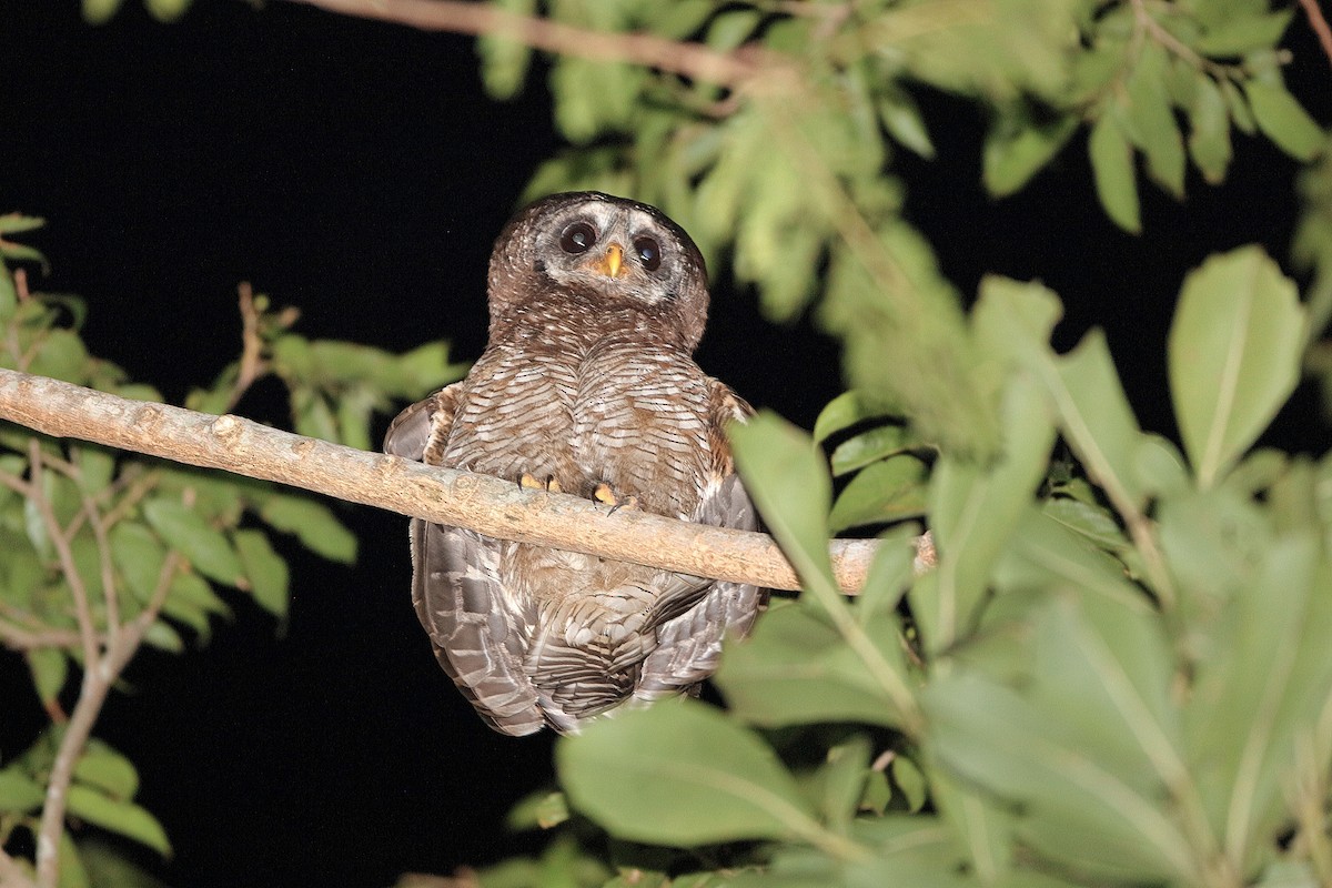 African Wood-Owl - ML204296641