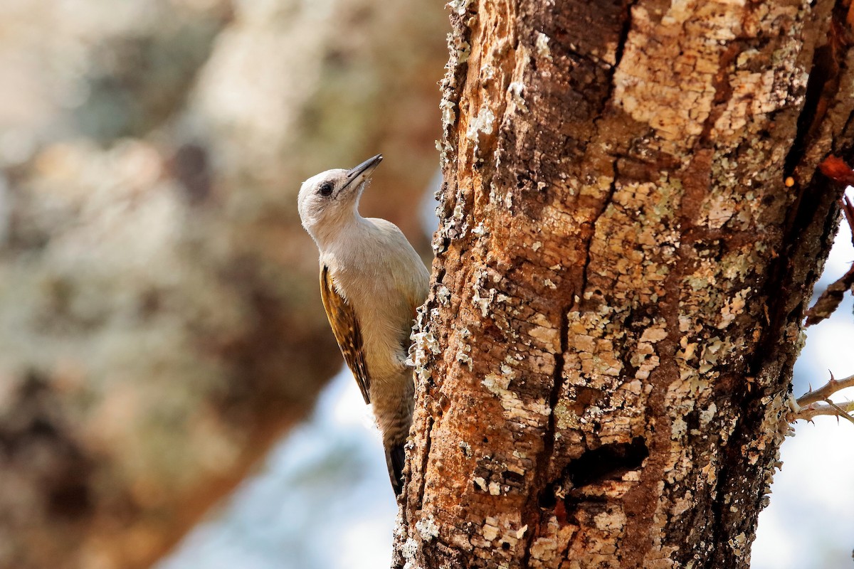 African Gray Woodpecker - ML204297121