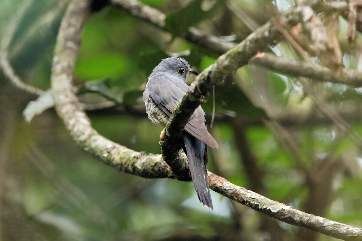 Red-chested Cuckoo - ML204297201