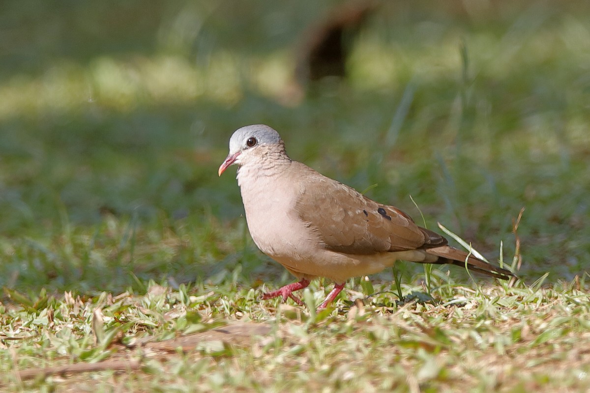 Blue-spotted Wood-Dove - Holger Teichmann