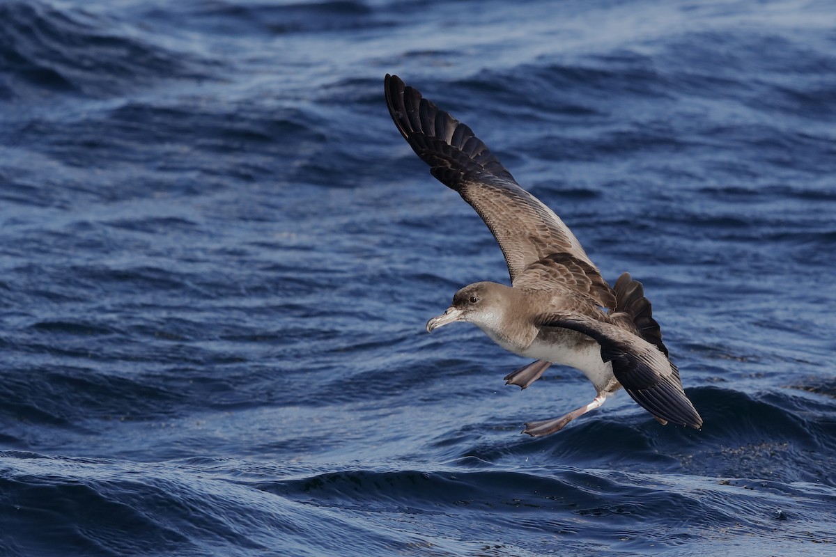 Pink-footed Shearwater - Holger Teichmann