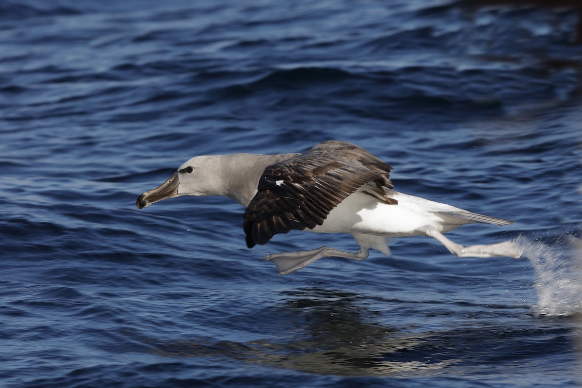Salvin's Albatross - Holger Teichmann
