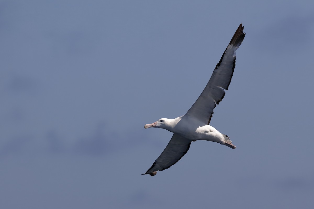 Northern Royal Albatross - Holger Teichmann