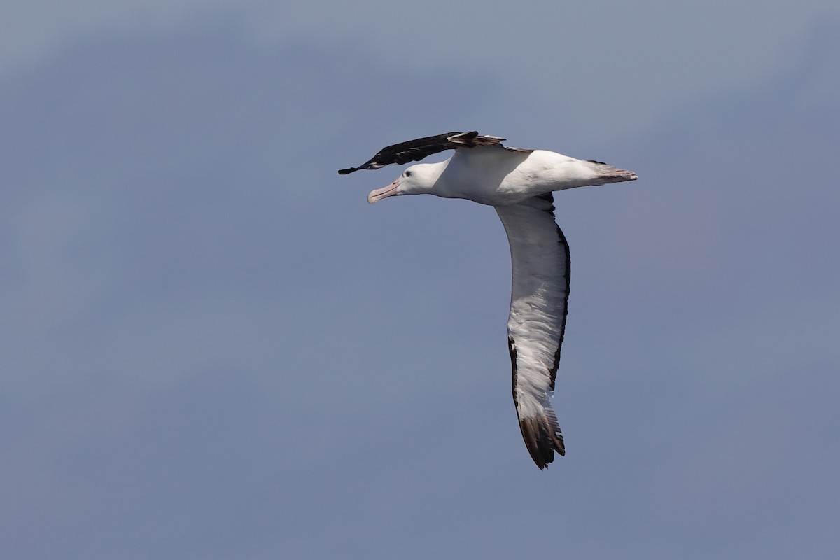 Northern Royal Albatross - Holger Teichmann
