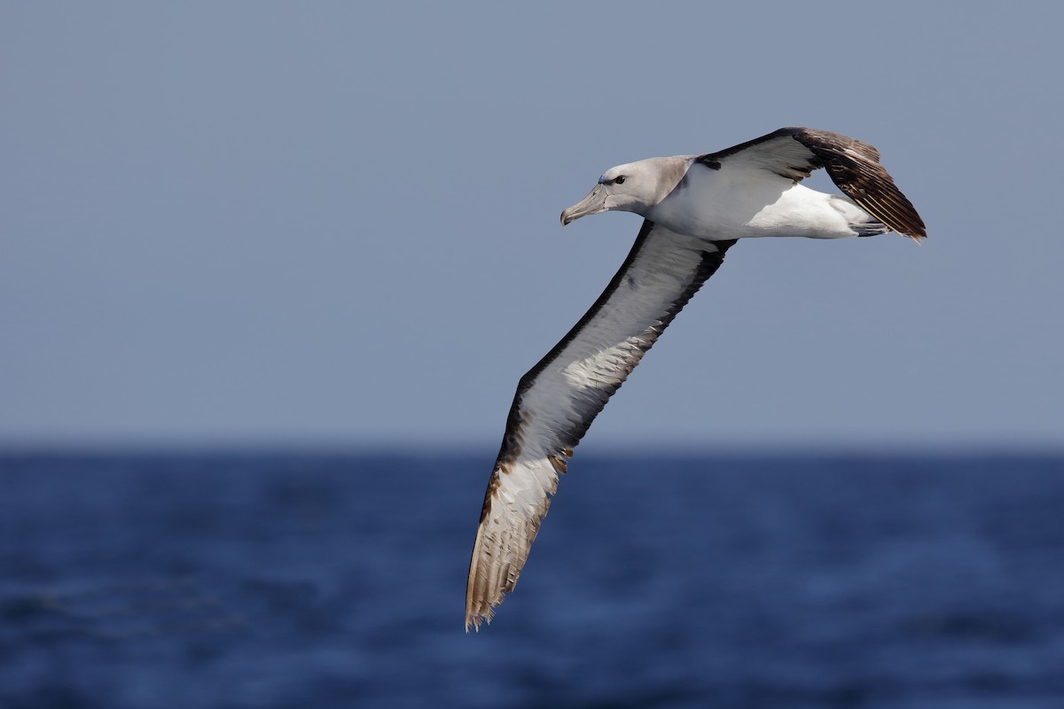 Salvin's Albatross - Holger Teichmann