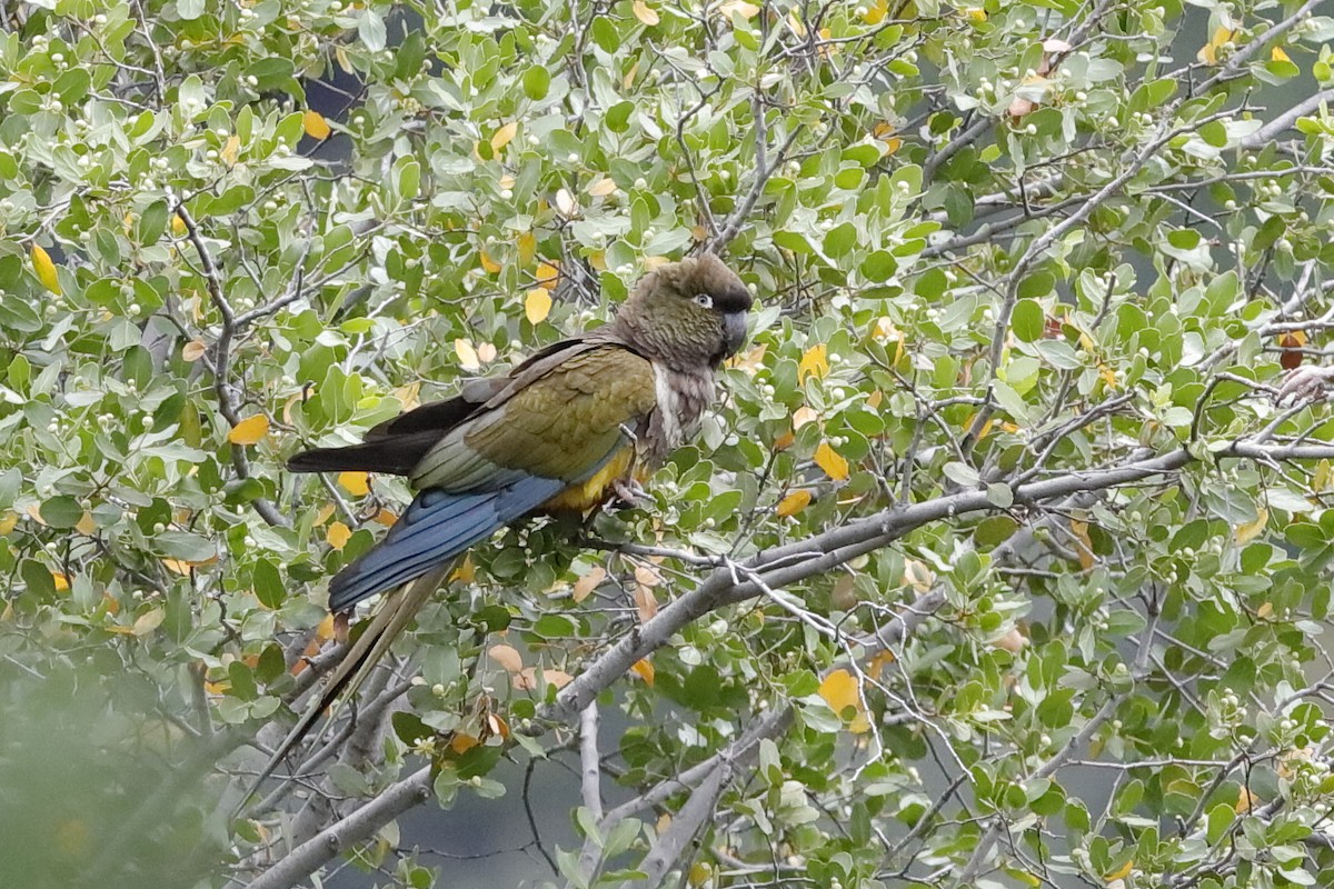 Burrowing Parakeet (Chilean) - Holger Teichmann