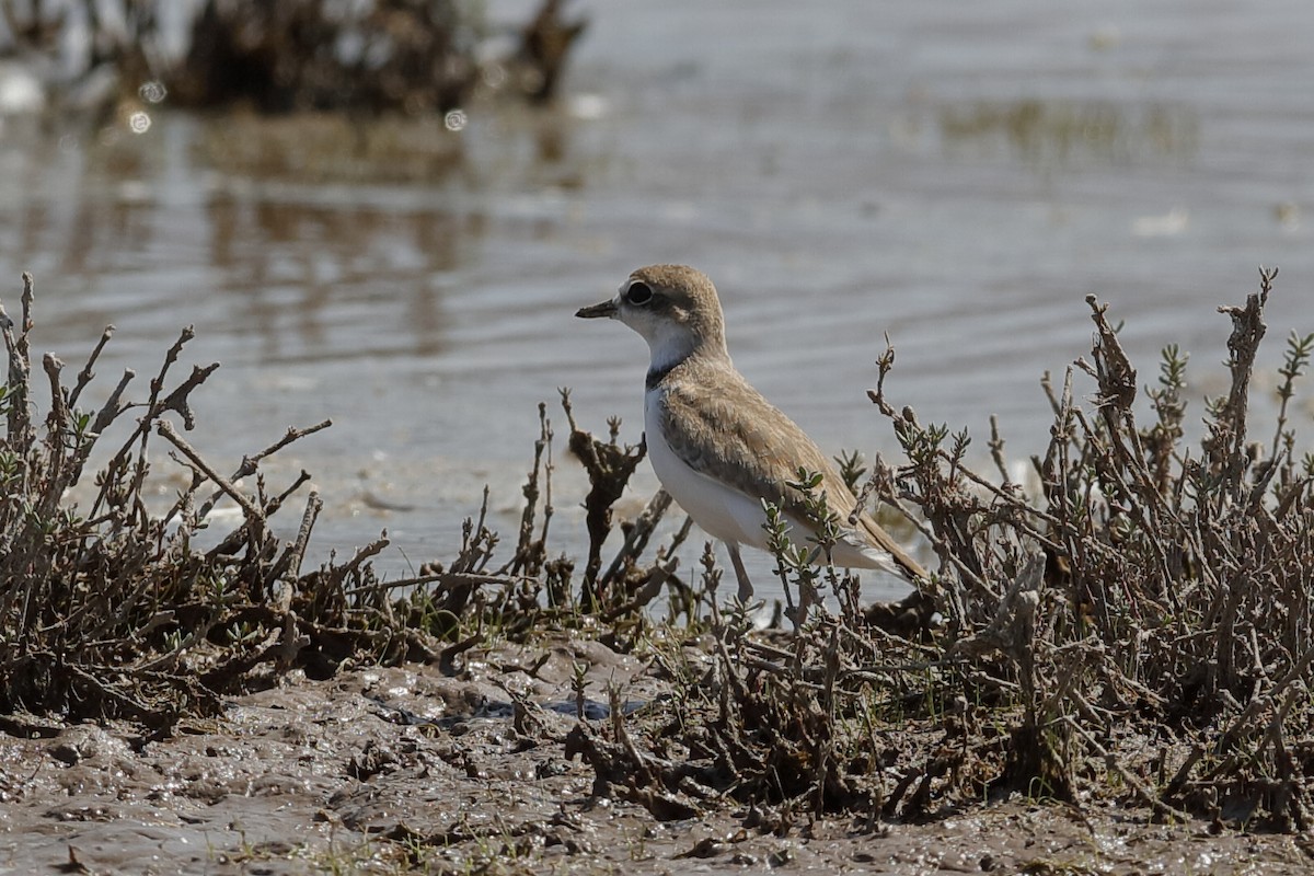 Collared Plover - ML204297811