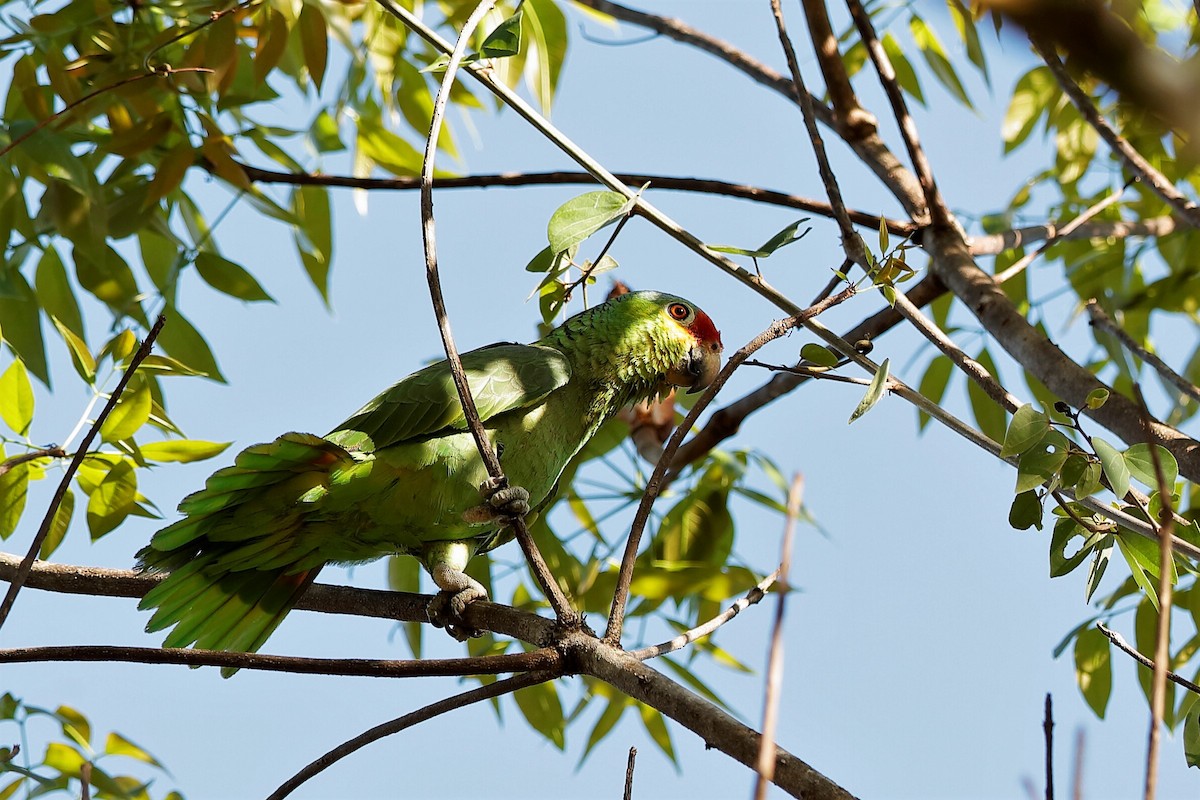 Red-lored Parrot (Red-lored) - Holger Teichmann