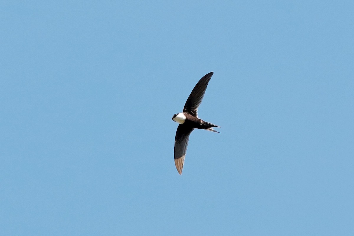 Lesser Swallow-tailed Swift - ML204298101