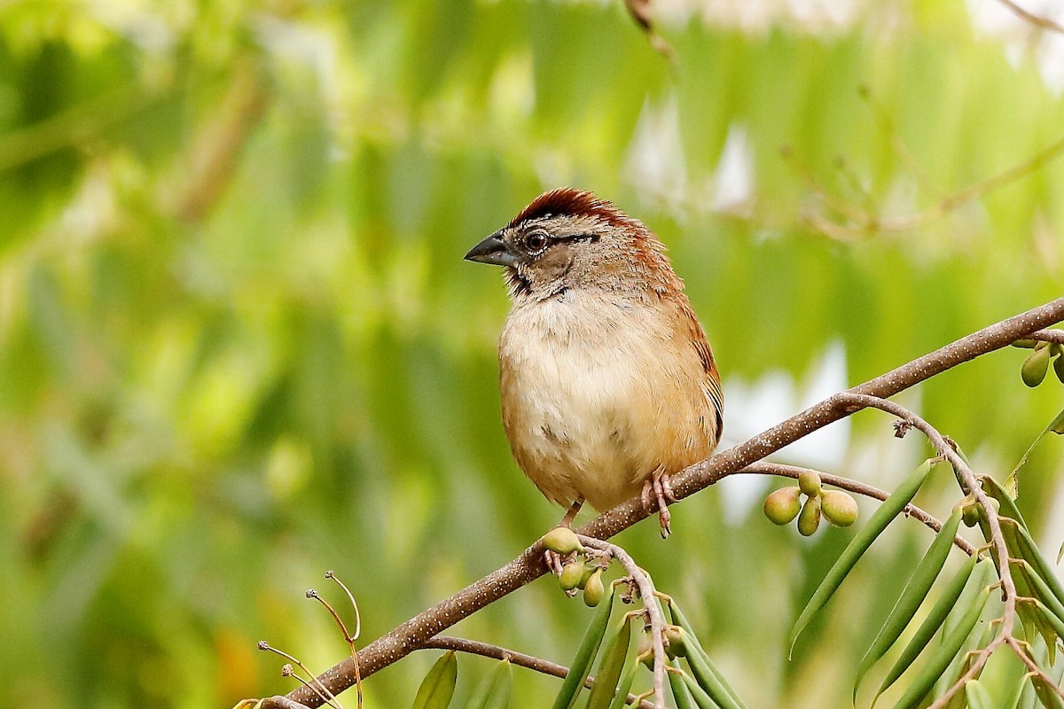 Rusty Sparrow - Holger Teichmann