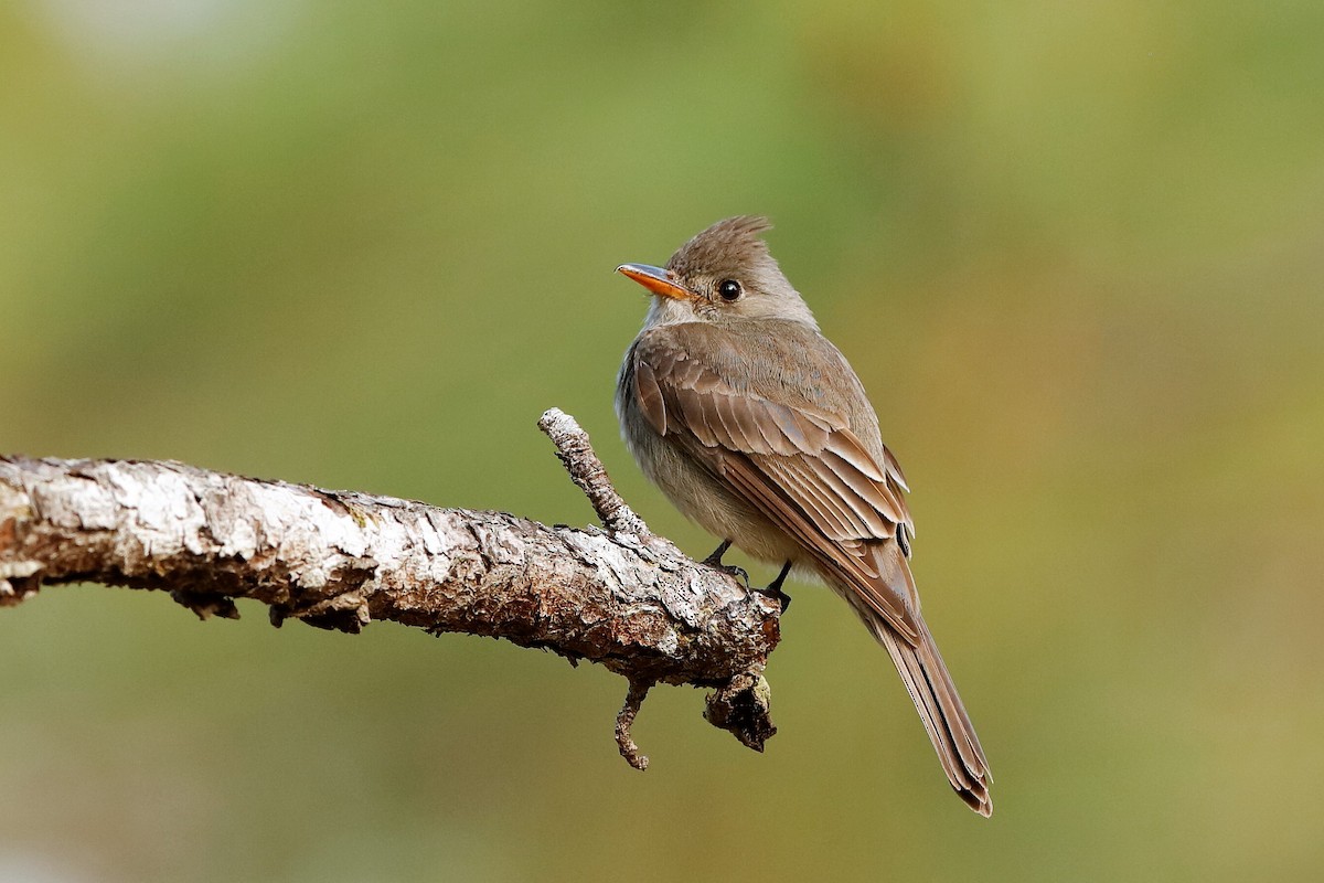 Greater Pewee (Central American) - Holger Teichmann