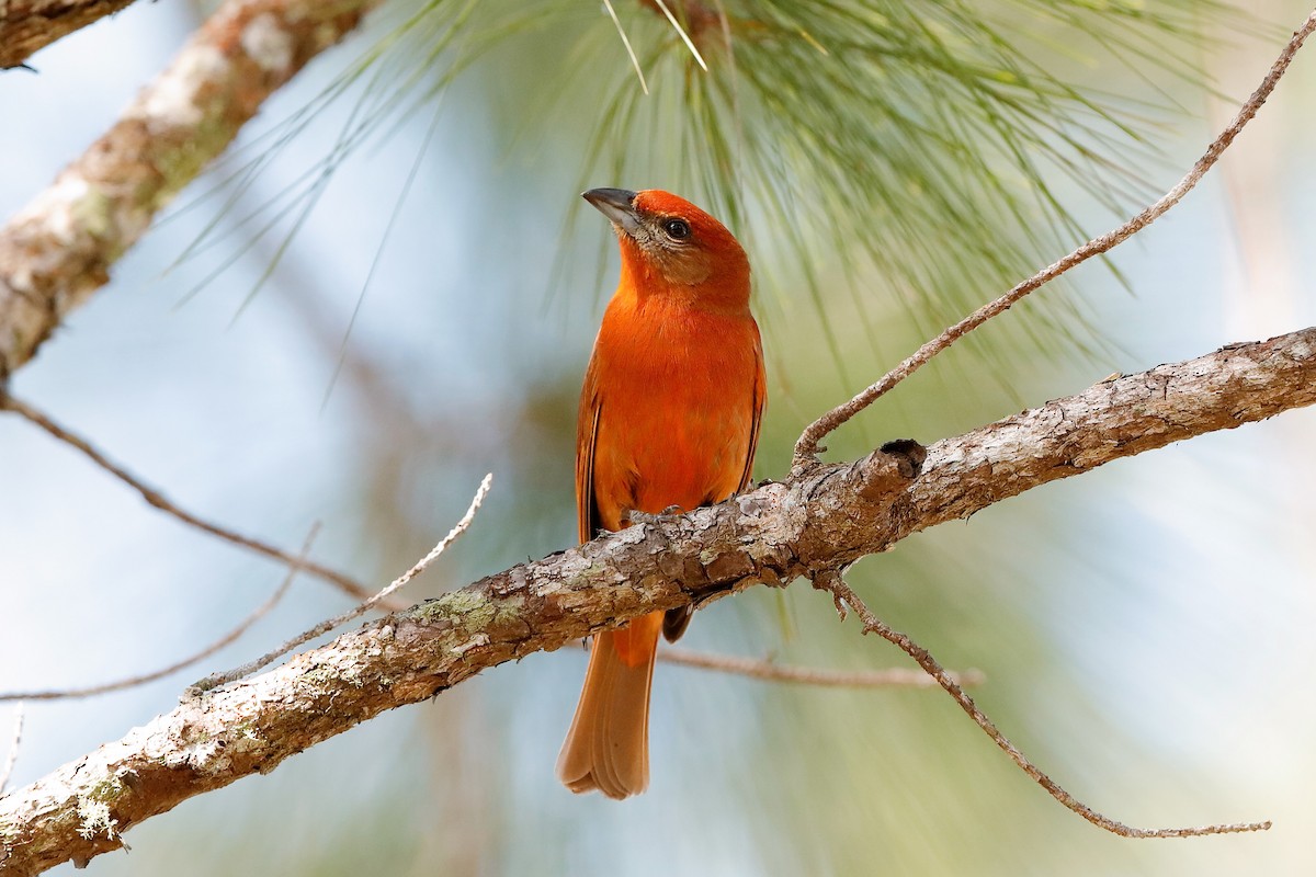 Hepatic Tanager (Northern) - ML204298201
