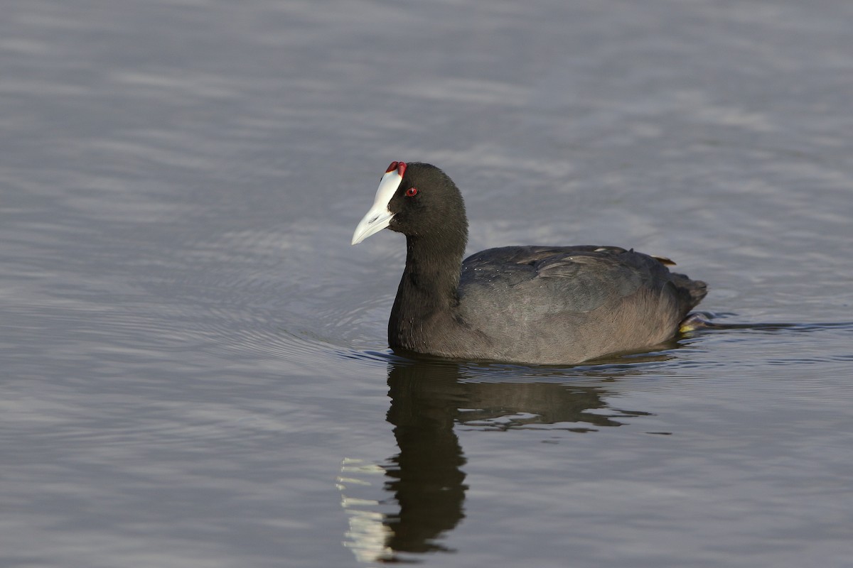 Red-knobbed Coot - Holger Teichmann