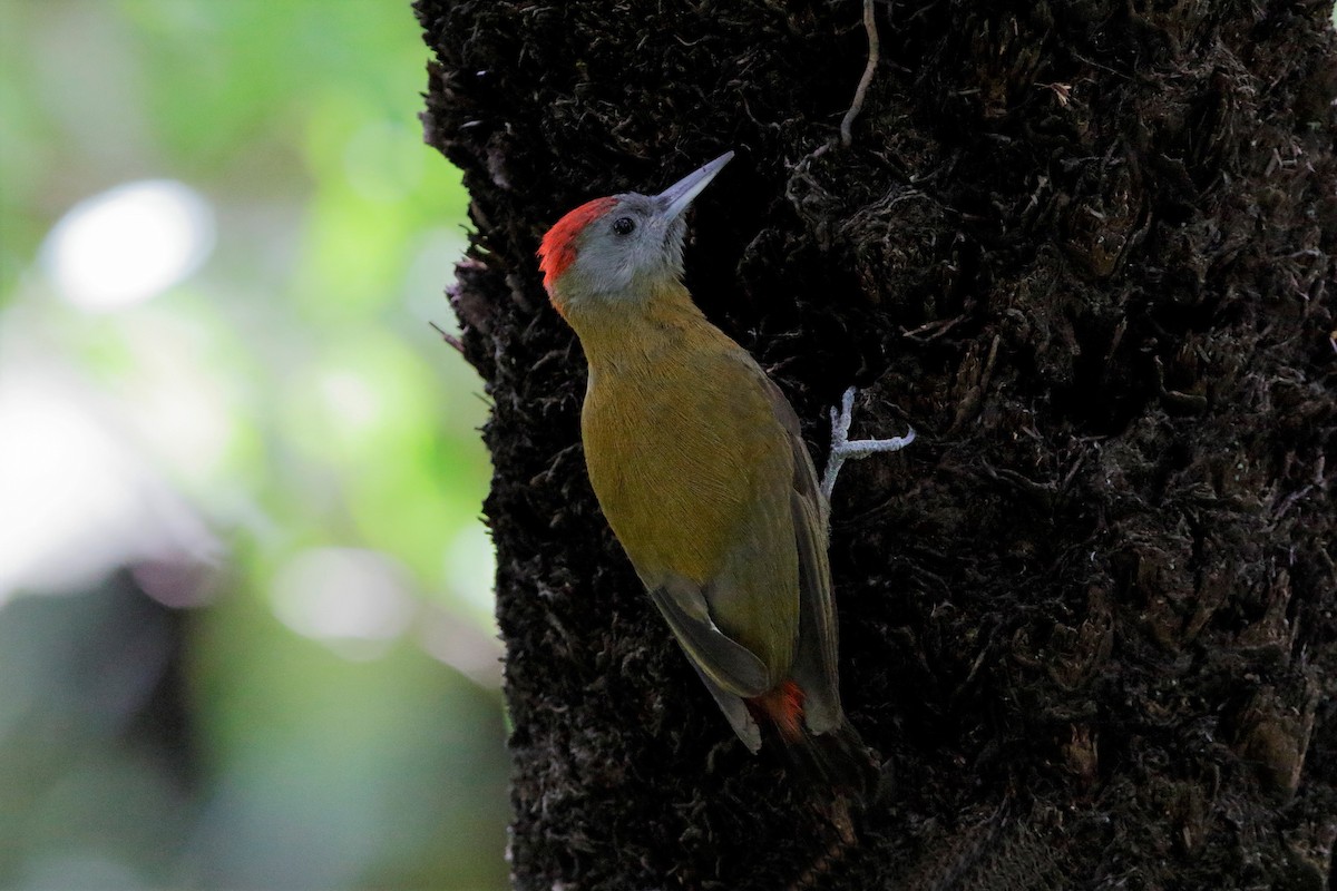 Olive Woodpecker (Southern) - ML204298721