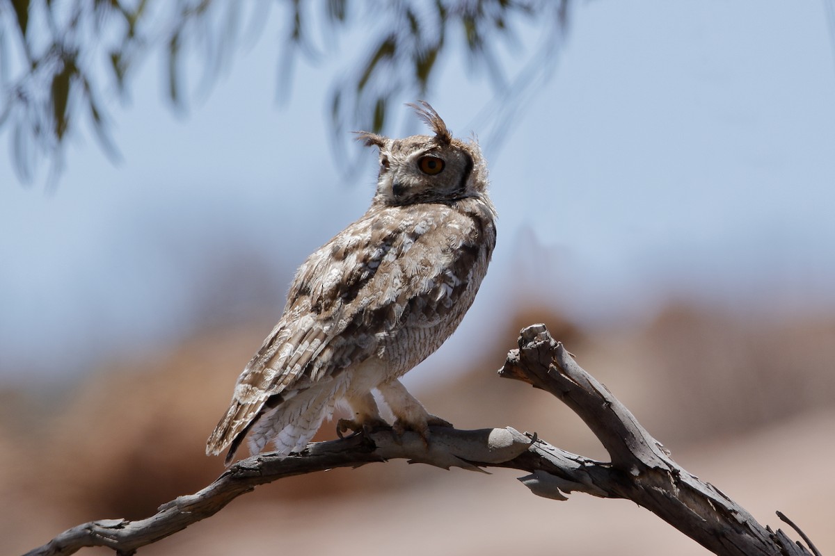 Spotted Eagle-Owl - Holger Teichmann