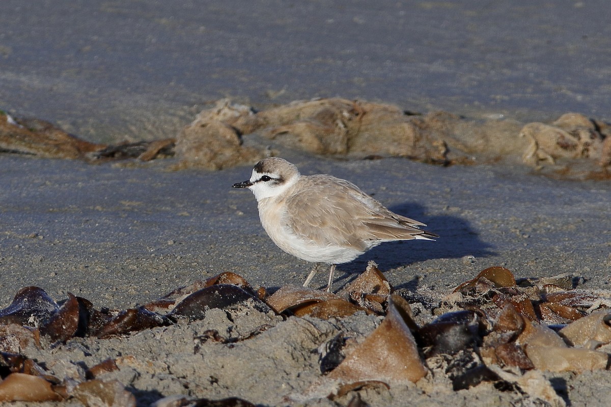 White-fronted Plover - ML204298951
