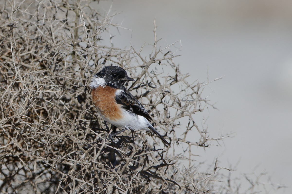 African Stonechat (African) - ML204298971