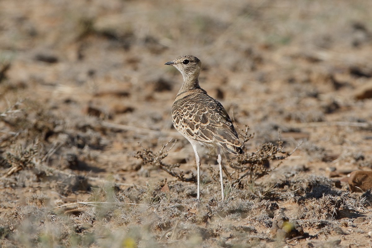 Double-banded Courser - ML204299041