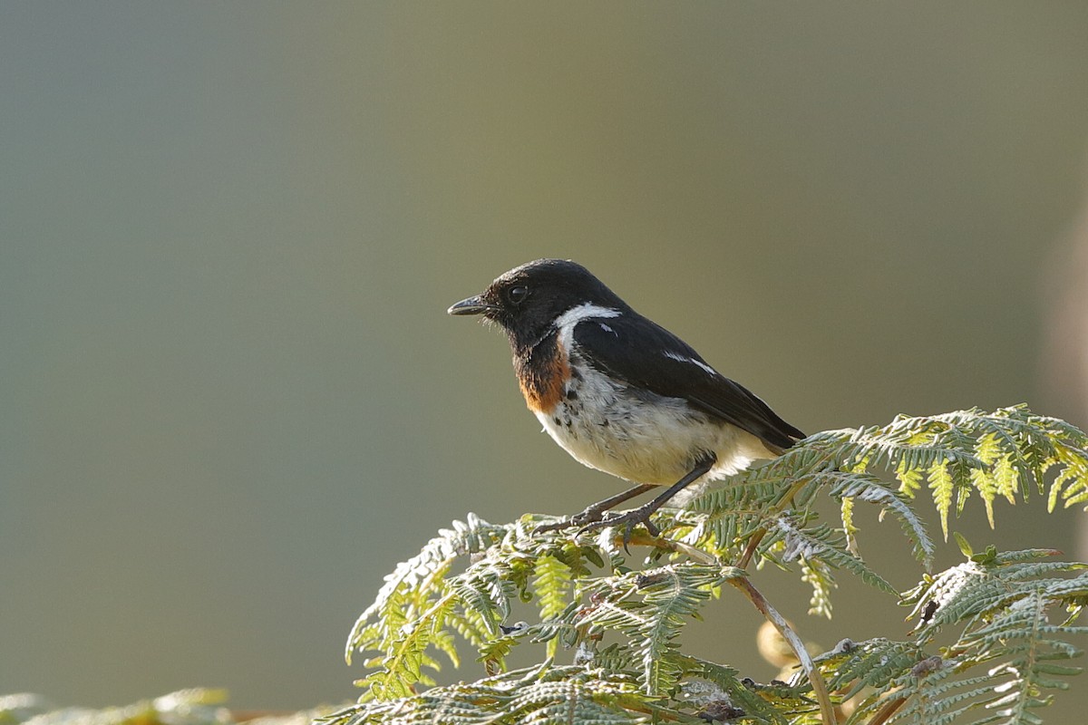 African Stonechat (African) - ML204299211