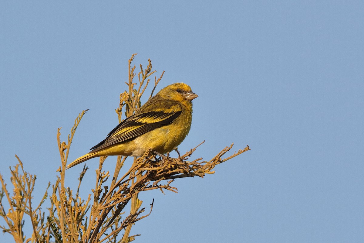 Yellow-crowned Canary - ML204299451