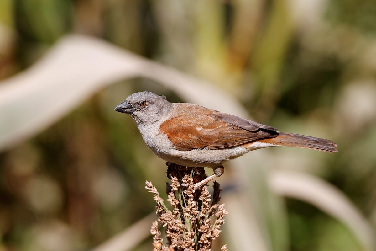 Northern Gray-headed Sparrow - ML204299461