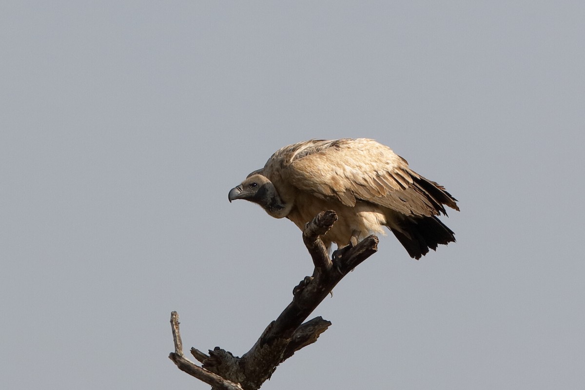 White-backed Vulture - Holger Teichmann