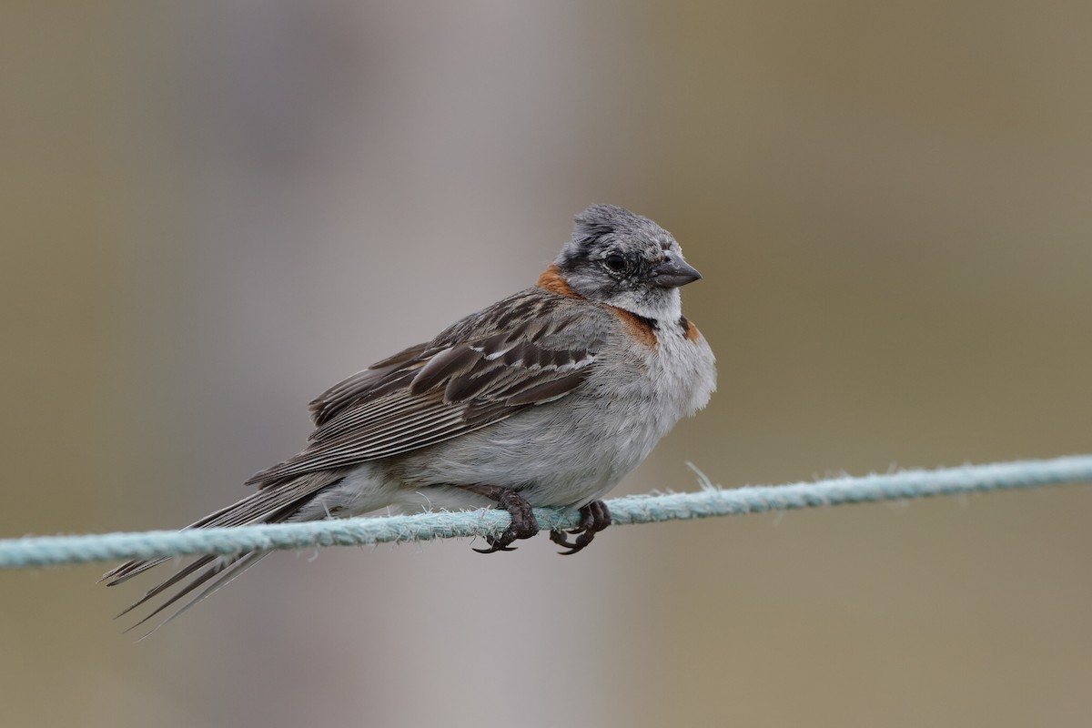 Rufous-collared Sparrow (Patagonian) - ML204299711