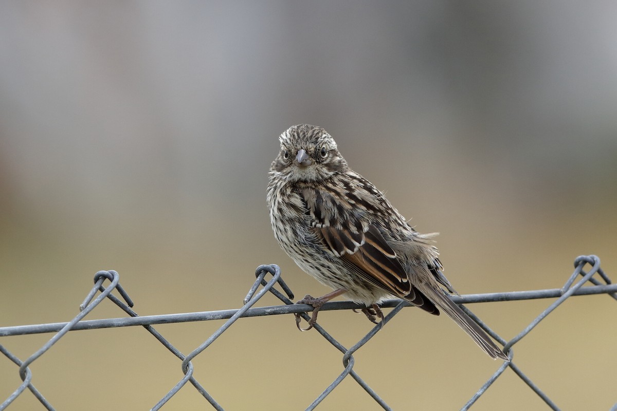 Rufous-collared Sparrow (Patagonian) - Holger Teichmann