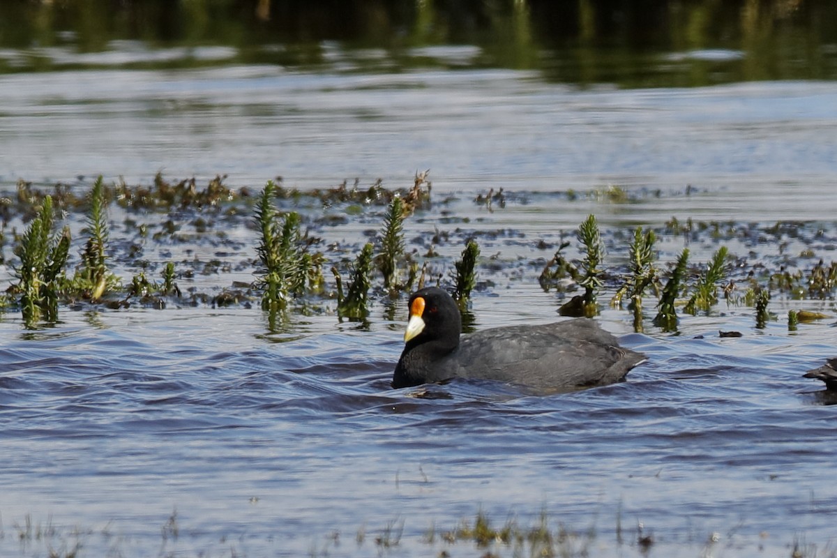 White-winged Coot - Holger Teichmann