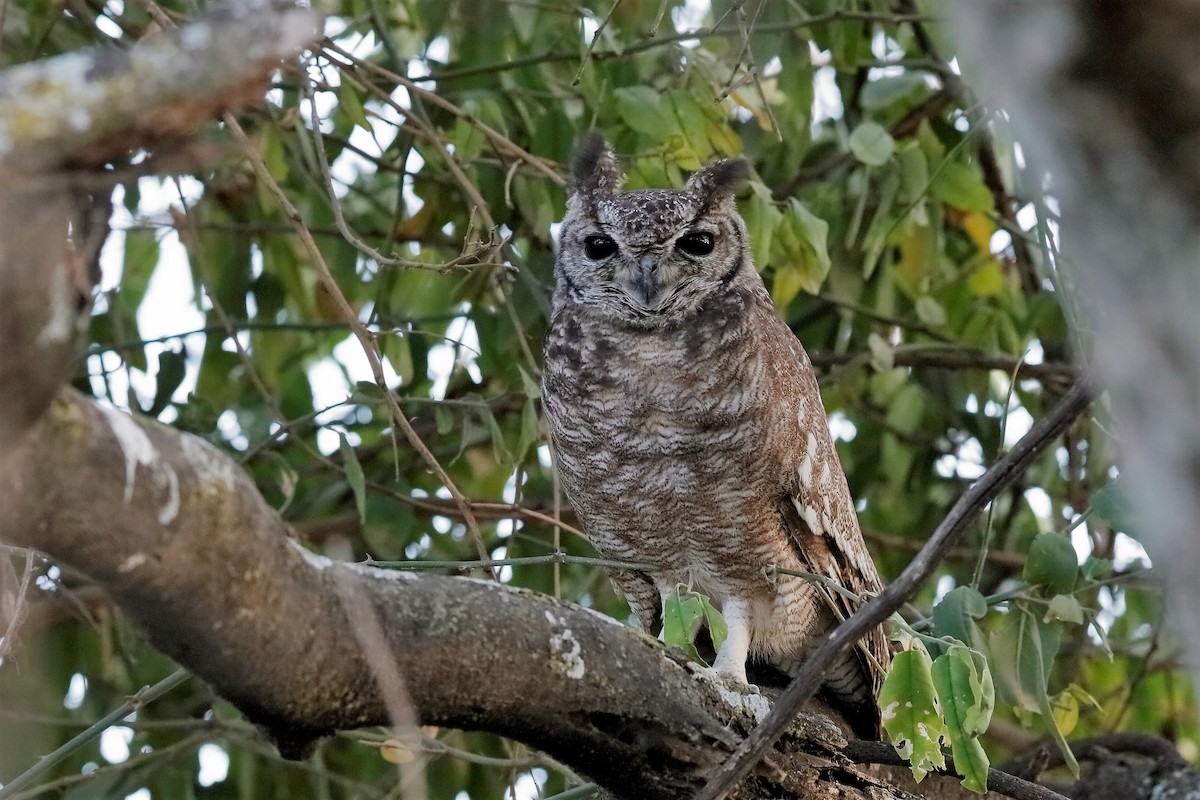 Grayish Eagle-Owl - Holger Teichmann