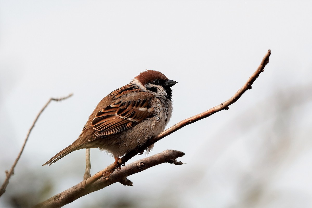 Eurasian Tree Sparrow - Holger Teichmann