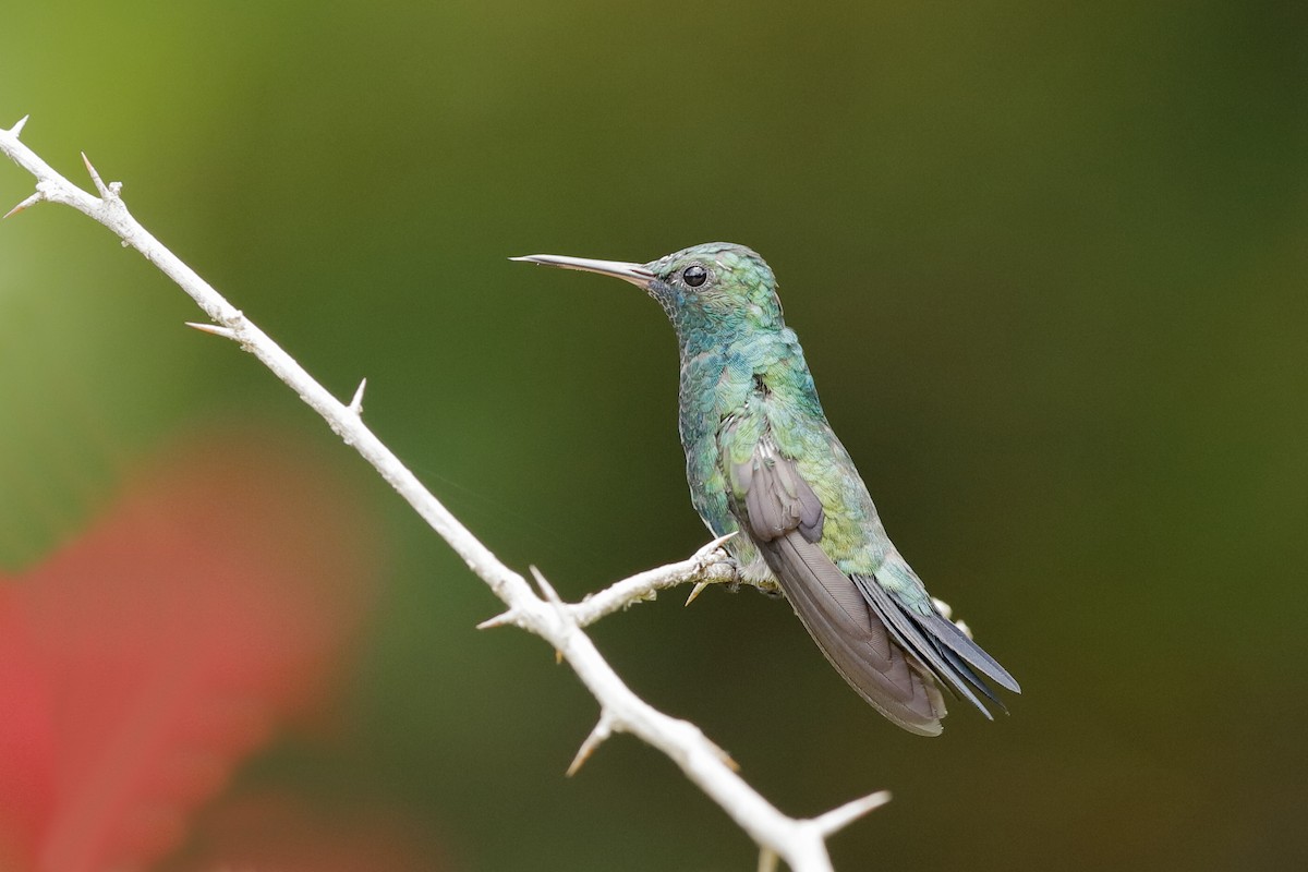 kolibřík modrobradý - ML204300301