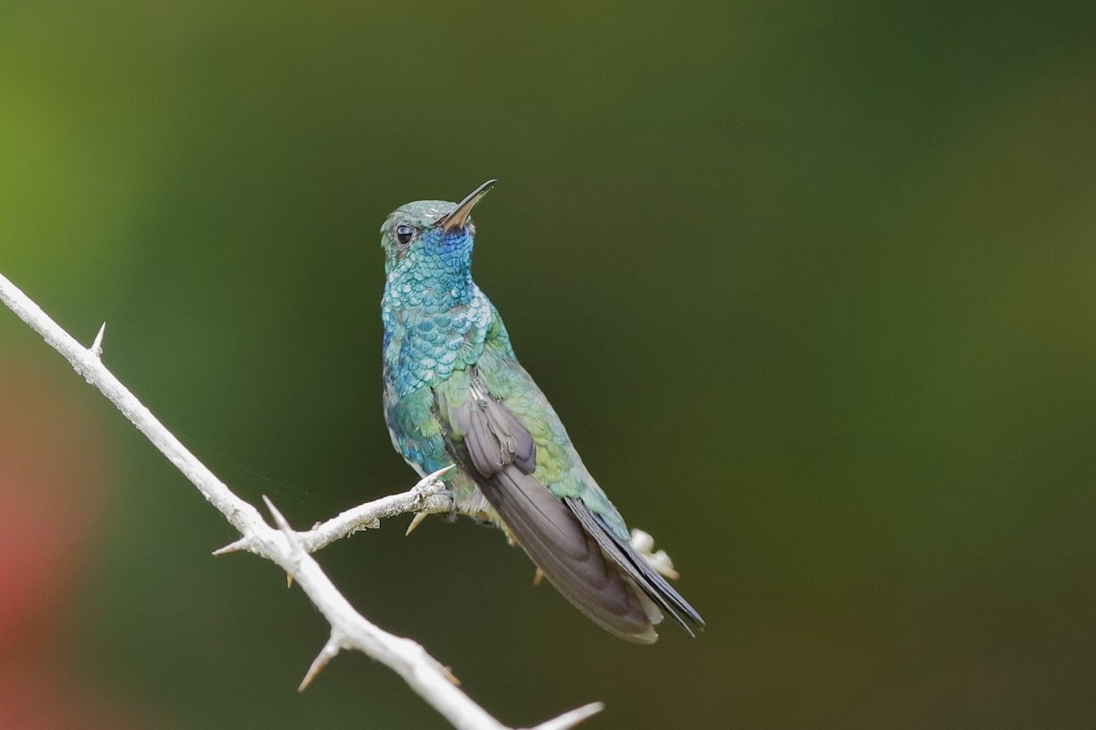 kolibřík modrobradý - ML204300311