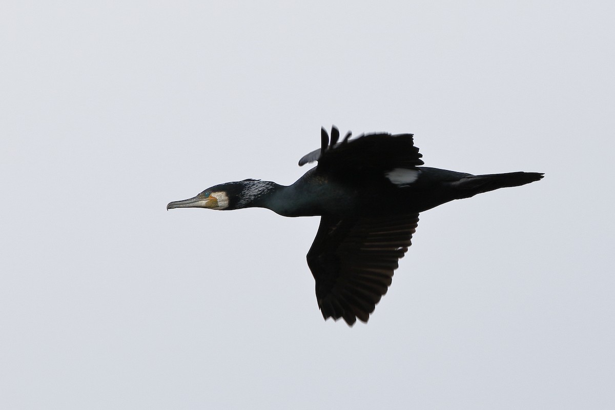 Great Cormorant (Eurasian) - Holger Teichmann