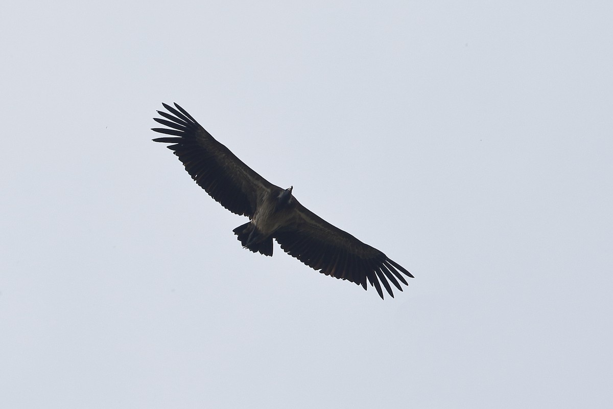 Slender-billed Vulture - Holger Teichmann