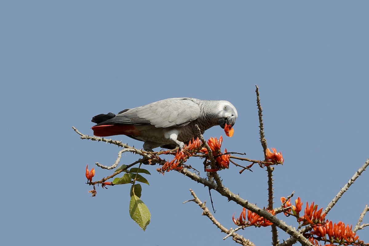 Папуга сірий (підвид erithacus) - ML204301331