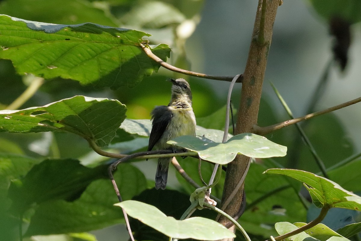 Olive-bellied Sunbird - Holger Teichmann