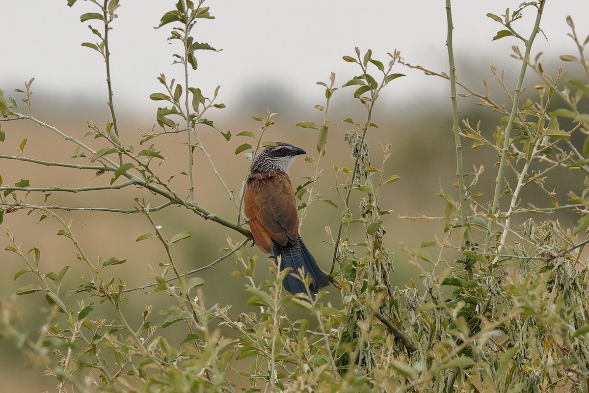 White-browed Coucal (White-browed) - Holger Teichmann