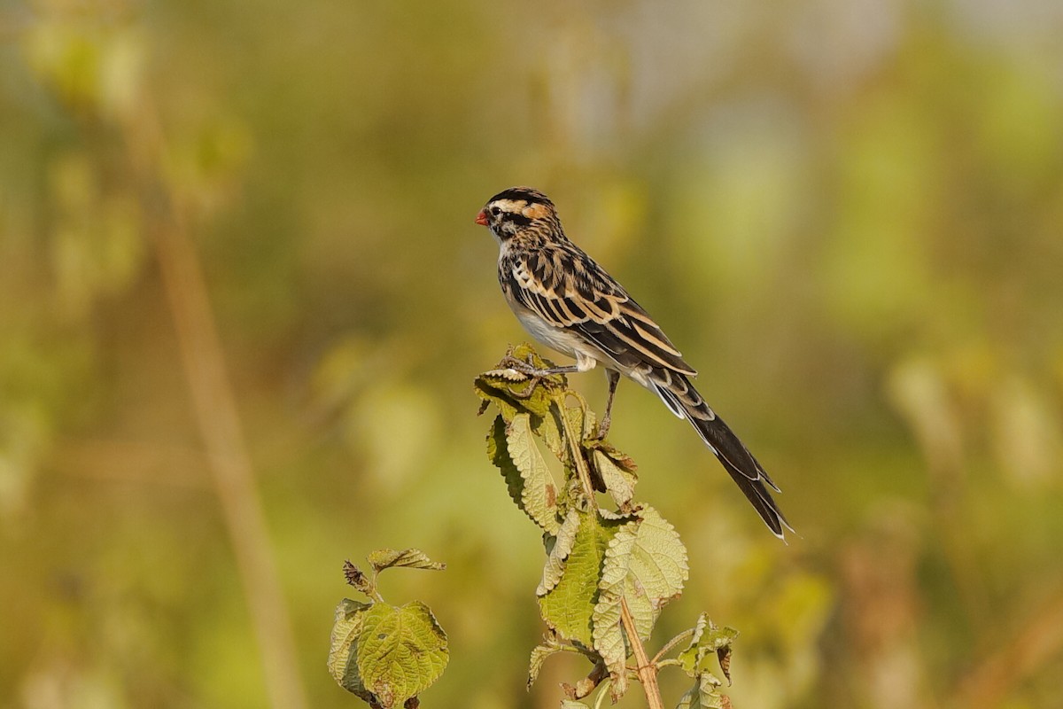 Pin-tailed Whydah - ML204301711