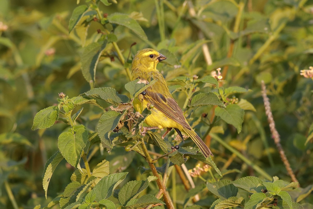 Yellow-fronted Canary - ML204301721